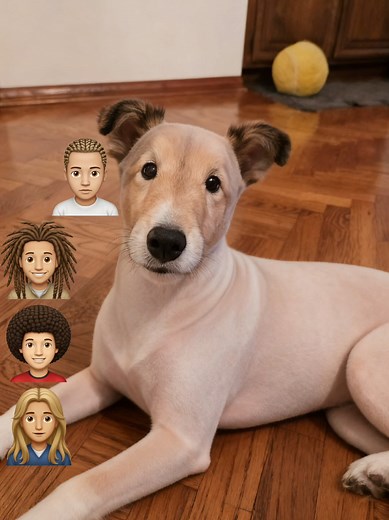 Sheltie Diva Slay with CapCut Edits