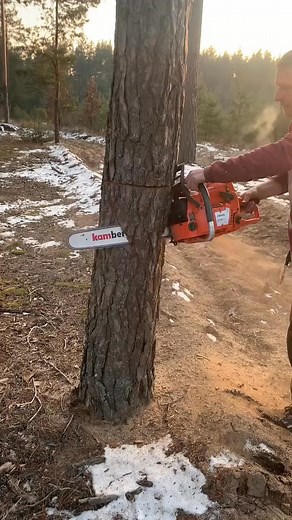 #chainsawman #treeremoval #fyp #stihl #arborist #logger #trend #treework #chainsaw #life #viral #vietname | EricksonJuly