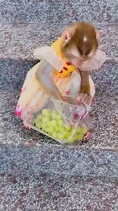 3.5K views · 133 reactions | Monkey Kaka enjoys every bite of her juicy grapes—so adorable! #Monkeykaka | Kaka Page | Facebook