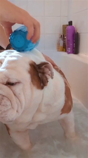 Why do they happily run head first into a deep lake ... But a 5 inch bath is a big no go 🤔 #bulldogpabs | BulldogPabs