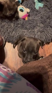 1.4K views · 81 reactions | When I say the puppies scam me into giving them milk still, this is what I mean. Could you resist? #fosteringsaveslives #weaning #puppy #rescuedog #adoptdontshop #adoptable | Recycled Pets NorCal | Facebook