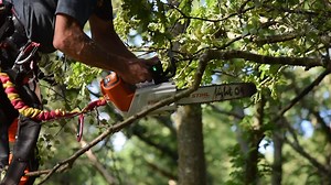 @stihlgb MSA 220T Battery Chainsaw - Now Available! @conan_tree taking it for a spin in the trees. #arborist #treecare #arbsaw #arblife #honeybros #treelife #tophandle #stihl #batterychainsaw #treework #arbclimber #climbing #treeclimbing | Honey Brothers Ltd - Arboricultural Equipment Specialists