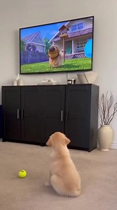 1K views · 103 reactions | it was frightened by this squirrel️ | Dogs | Facebook