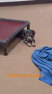 Piper's Independence Litter 😍 | Littleton Ranch