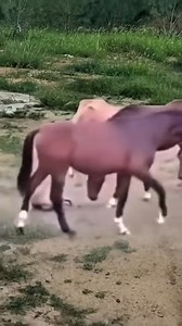 35K views · 42 reactions | Savannah Symphony Exploring the African Grasslands #USA #Travel #AmericanLifestyle #AmericanVibes #MadeInUSA #LifeInAmerica 6 | Doctor Laiba Khan | Facebook