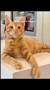 Honey you’re familiar! #catlover #rescuecat #petlover #cutecat #catmom #adoptdontshop #fyp #meowmyminminofficial | Meowmy Min-Min Official
