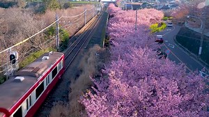 Sakura and Train in Kanagawa, Japan 日本🌸🇯🇵🌸 By: Japan BackpackersXpress📸 | Life In Japan 日本の生活