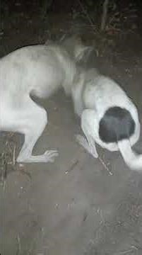 cão de caça mike e o simba