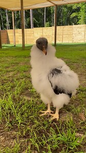 3.3K views · 62 reactions | Baby Aztec zoomies! 朗 Aztec, our king vulture chick, gets free roam of the Education Pavilion every morning! ☀️ | North Florida Wildlife Center | Facebook