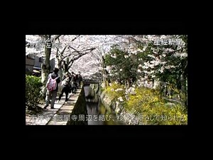 古都・桜散歩~哲学の道編