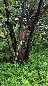 10K views · 314 reactions | Climbing lion cub!  A small cub climbing a tree in Chobe National Park, Botswana. The cub later joined its sibling and two adult lionesses. Video by @twooceanssafaritravel #lion #lioness #wild #africa | Sekekama Male Lion | Facebook