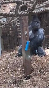 🗣👤👥 Love, fellowship are common in the world, hatred, animosity still exist for the world.(18) #doganimal #dog #dogs #animal #doglover #dogstagram #dogsofinstagram #doglove #popularpet #popularcat #populardog #theamericanpetclub #worldpopularpet #niceanimal #excellentpet #catanimal #petanimal #pet #doglife #dogmodel #dogphotography #savebalidogs #dogoftheday #cutiedogs #dogcharity #p #tel #lov #ka #pesjelaska | Reach Animals