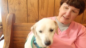 14K views · 573 reactions | Zeus is a N/M Beagle terrier. He is not very big approx 15 lbs. He is gentle and quite a total love. He is good with children and other dogs. He is housebroken. Up for adoption at the TLC Animal Shelter, 13016 W 151st Street, Homer Glen, Il 60491 | Tender Loving Care Animal Shelter | Facebook