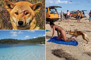 Disturbing footage before 10-year-old attacked by dingo