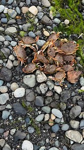 450 reactions · 250 shares | Currently attempting to catch dinner at Birch Bay, wish me crabby luck! #adventure #crabbing #familytime #memories #fypシ #yolo #highlightseveryonefollowers | Melanie Ansagay | Facebook