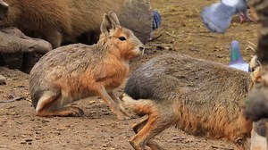 Patagonian Mara, Mara, Animal. Free Stock Video