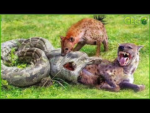 30 Moments Wild Hyenas Face the Deadliest Predators in the Wild | Animal Fight