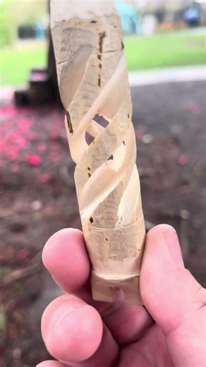 Quadruple spiral whittling with Adventurecraft from Exodus Knife & Tool #fixedblade #edc #whittling