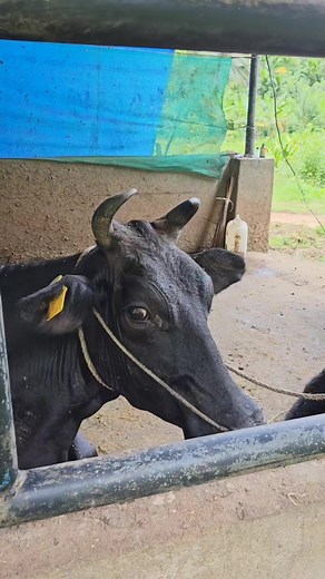 75K views · 728 reactions | എറണാകുളം ജില്ലയിൽ Farm for Sale #ernakulam #plotforsale #realestate #houseforsale #idukki #adimali #Kattapana #kochi #farm #farming #farmforsale | Signature properties muvattupuzha | Facebook