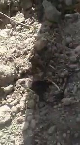 Poor Sikh farmer and her wife of (address & phone no)were beaten up and disrespected by RSS workers for selling his Agri land. Every Sikh is being discriminated someway or the other Appeal to All Sikh please help him adrees Village Sher Khan and his contact number 9988243608 | Sikhs in Pakistan