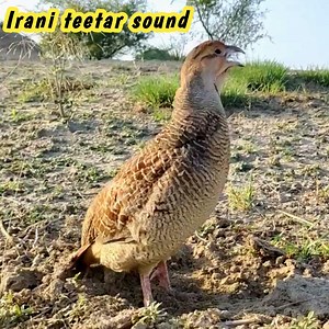 62 reactions | Teetar voice | Teetar sounds | Teetar awaz | BIRD 24 | Facebook