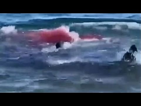 This Swimmer Was BITTEN IN HALF By A Great White Shark