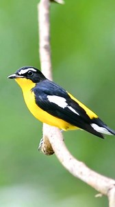 The Yellow-rumped Flycatcher (Ficedula zanthopygia), a stunning and lively little songbird. The male Yellow-rumped Flycatcher is very eye-catching with a bright yellow breast and rump, black upperparts, and a striking white wing patch. The female is more subdued in color, with olive-brown upperparts and yellowish underparts — a perfect camouflage for nesting. This species is migratory and travels long distances. It breeds in northeastern China, Korea, and parts of Russia, then winters in Southea