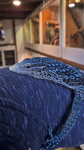 Varanus macraei dorosły samiec | RAPTOR