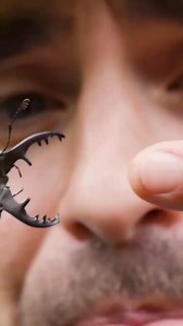 367K views · 2.8K reactions | Coyote got pinched by a giant stag beetle! #bugs #beetle #insects #bravewilderness | Brave Wilderness | Facebook