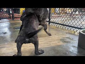 Game Breed Presa Canarios Puppies 🔥