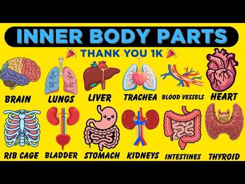 Inner Body Parts with Functions | Human Body for Kids | 1K Special 🎉