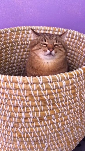 I'm so lonely 😫 | Take meow hand