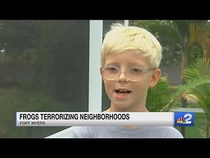 Invasive Cuban Tree Frogs constantly croaking in Fort Myers neighborhood