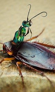 What allows these parasitic wasps to be born twice? #CrazyCreatures | Crazy Creatures