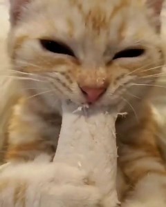 64K views · 1.8K reactions | nom nom | Cats Vine | Facebook