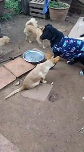 1.6K views · 36 reactions | Negrito amaneció jugando y corriendo con los peques del Hogar!  . Ningún niño debe estar atado en un rincón  | Sociedad Protectora de Animales Villarrica/Paraguay | Facebook