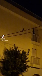 5.2K views · 94 reactions | Búho chico (Asio otus) 黎, en lo alto de la calle Vicente Aleixandre, vigilando la noche palaciega ... Cedido a Searus | Asociación Cultural Searus | Facebook