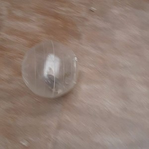 1K views · 21 reactions | Hamster exercise time! WAGS has 15 Russian Dwarf and Teddy Bear hamsters available for adoption! They are 1 for $10 or 2 for $15!!! The first family to adopt at least 2 hamsters gets a big hamster habitat for free! #adoptahamster #smallandfurry #helpushelpthem #pocketpets | WAGS ~ Westminster Adoption Group and Services | Facebook