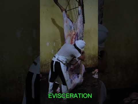 Large cattle slaughtering Procedure