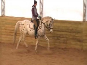 Arabian Appaloosa Stallion