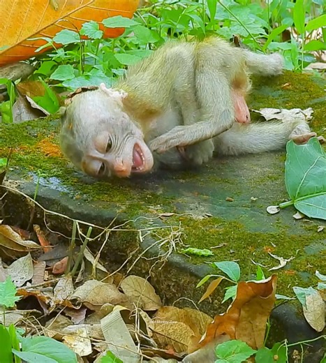 Pitifully alert lonely on ground but fell dizzy for that | Wild Monkey Zone