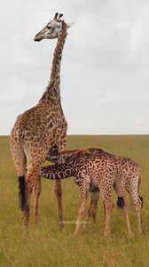 607K views · 10K reactions | Mother Giraffe nursing her calf #nature #wildlife #giraffe #calf #mother #beautiful #field HA28760 | HAWI Studios | Facebook