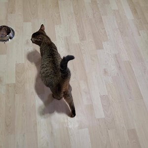 71 reactions · 18 comments | Goodness gracious woman.. feed a pregnant cat food she doesn't want and expect her to eat it. Seriously? Now get over here and give me the good stuff!!! #waddlewaddle #hedyandthelamarrs | Tails from the Foster Kittens | Facebook