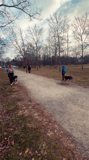 A small little Support Class this Saturday morning where we took things back to the basics! We worked on placement of our heel, reward placement and how often, and duration of positions! Plus a little commentary from a few of your favorite trainers! #louisvilleky #dogtrainer #louisvilledogtraining #balanceddogtraining #obediencetraining thedogwizardlouisville louisvilledogs dogsoflouisville dogtrainersofinstagram | The Dog Wizard
