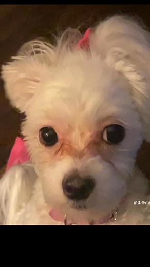 My #furbaby #precious #boo #pet #dog #her #spoiled | Beatrice N Mathews