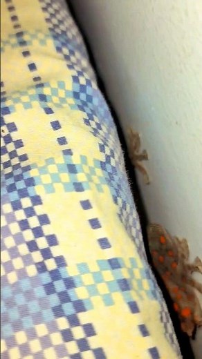 OMG, Scary Gecko On The Wall Near My Bed #gecko #omg #animalsvideo ‪@MrKimsan1111‬