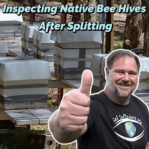 How To Inspect Native Bee Hives After Splitting! | Self Sufficient Me