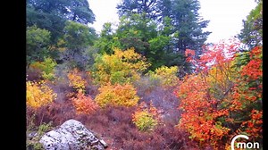 محمية حرش إهدن Horsh Ehden Nature Reserve! As never seen before! Simon Sayssa North Lebanon | Lebanese Towns