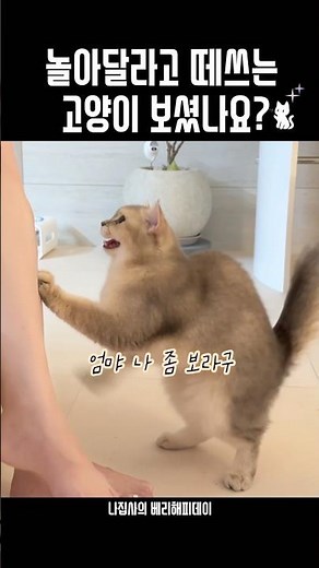 A cat who is whining to be played with🐱💗