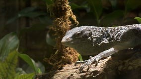 Monitor De árbol Azul O Monitor De árbol a Medida O Lagarto Varanus Macraei Almacen De Video - Vídeo de salvaje, humedal: 247912917
